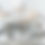 Thumbnail: Canada Geese FLOCKED HEADS AND TAILS