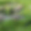 Thumbnail: Canada Geese FLOCKED HEADS AND TAILS