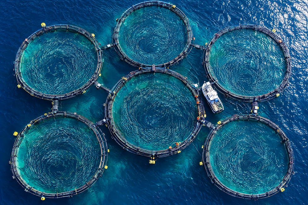 Fish Farming