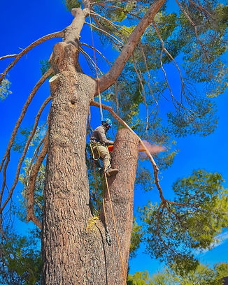 Aleppo pine tree removal