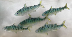 Mackerels