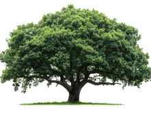  엄청나게 크고 잎이 무성한 나무