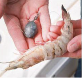 Close-up of fishing bait including shrimp and a weighted rig held in hand.