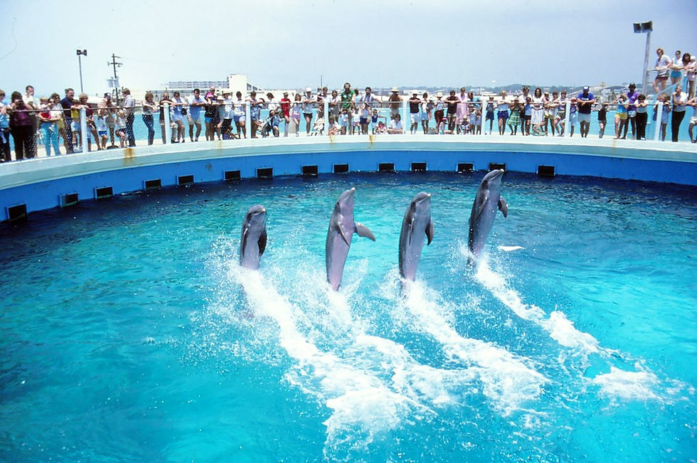 Gulfarium Marine Adventure Park - Okaloosa, FL | GoVetted