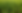 Sorgo Forrageiro (2).png