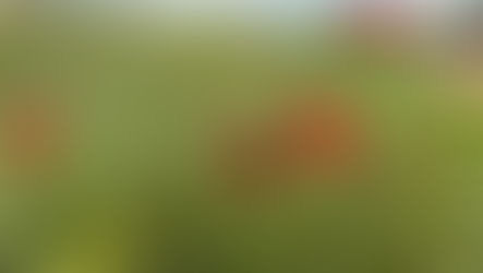 תלמידי שכבת ט בטבע