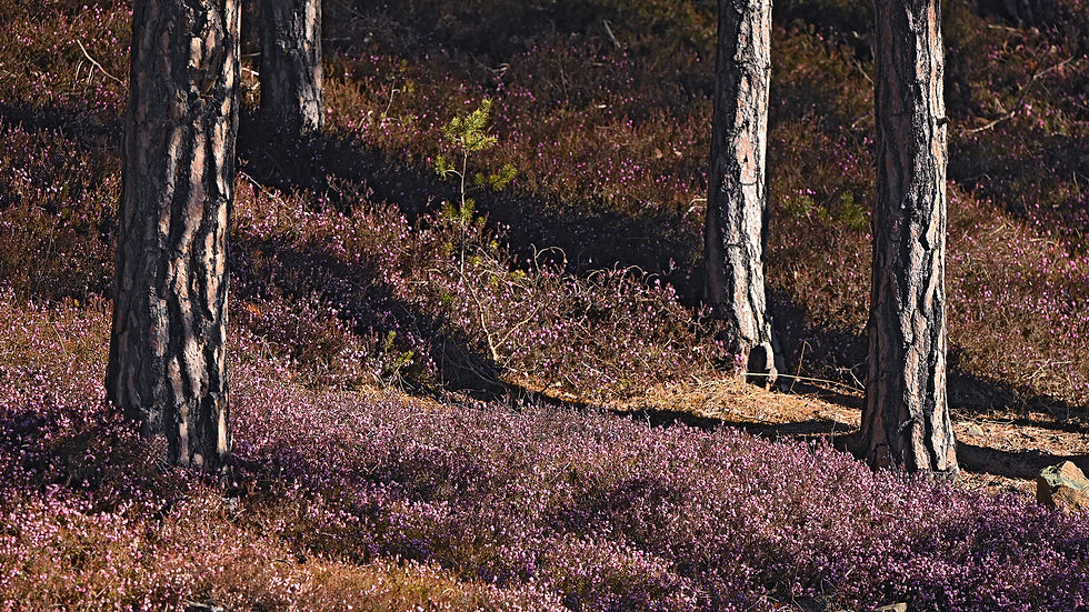 Heidekraut im Föhrenwald / Stmk
