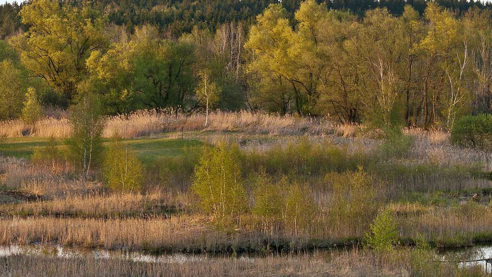 Weidmooser Moor