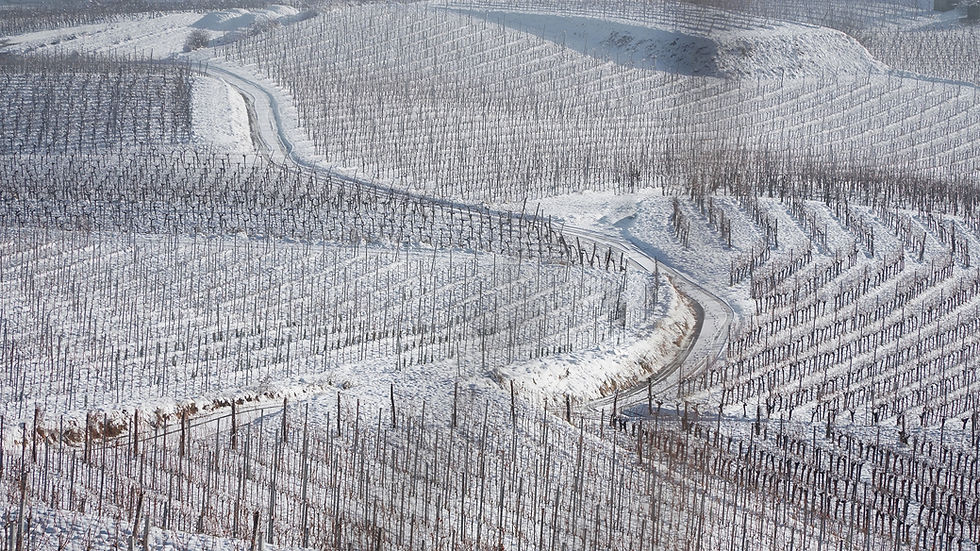 Winterliche Weinberge