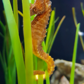 Dans le regard du cheval de mer...