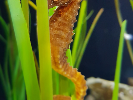 Dans le regard du cheval de mer...