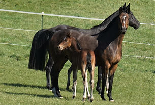 Rasso Royal Fohlen