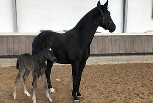 Baccalino Fohlen