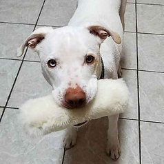 Real Fur Sheepskin Fetch Stick: Training Toy with Optional Squeaker
