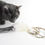 Thumbnail: real sheepskin cat teaser toy with fringe
