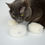 Thumbnail: Bat Around Biscuit: Natural Sheepskin Catnip & Rattle Toy