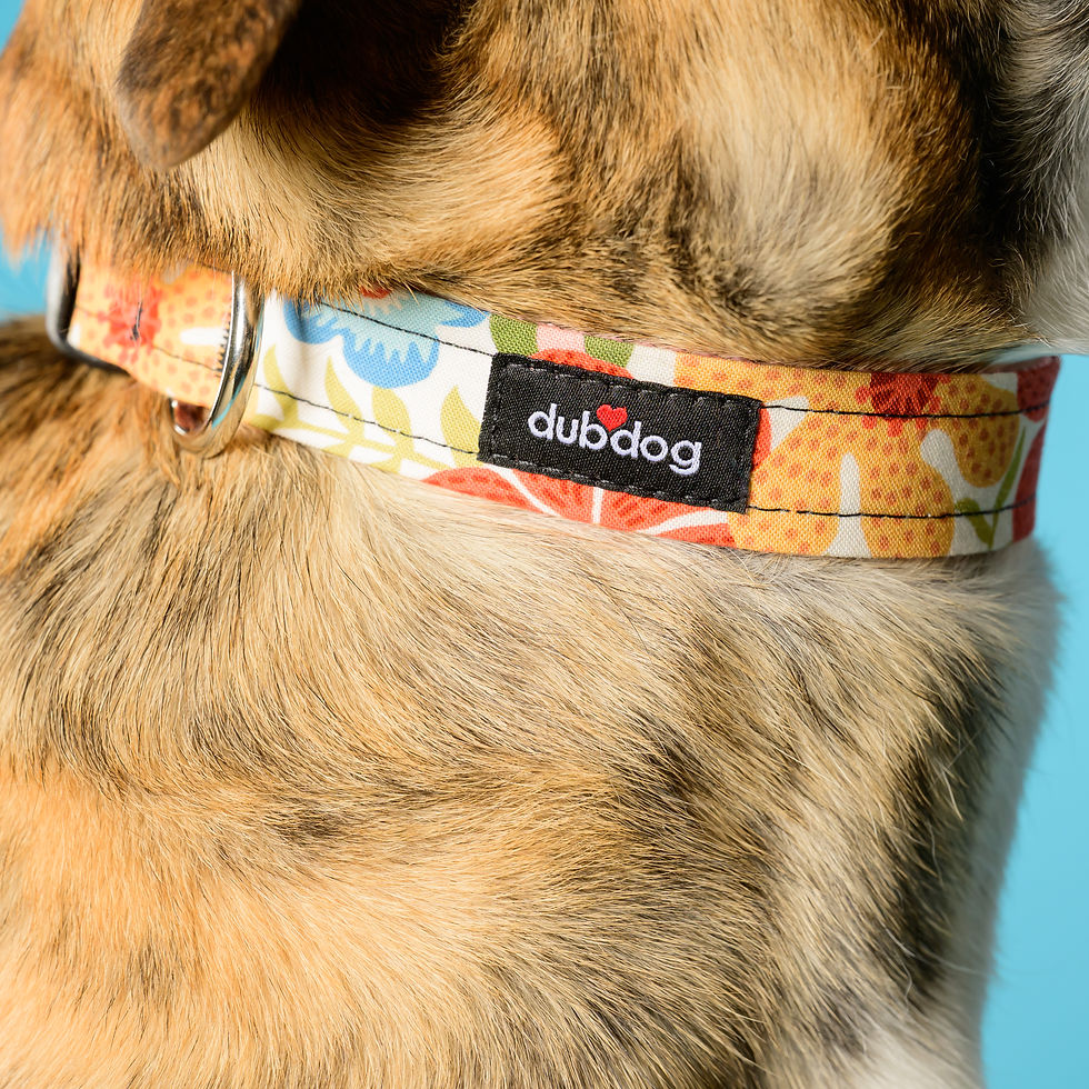 Thumbnail: Callie l Collar