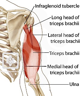 Understanding The Triceps Brachii | Personal Trainer ... clavicle anatomy diagram labeled 