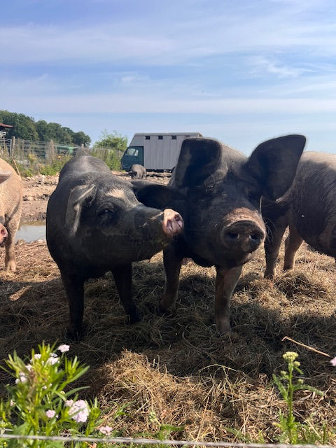Zwei Schweine stehen auf einer Schicht aus Stroh und blicken neugierig in die Kamera. Ihre Köpfe sind einander zugewandt, als würden sie sich ansehen, doch beide richten ihren Blick freundlich und aufmerksam auf den Betrachter. Im Hintergrund erstreckt sich ein klarer, blauer Himmel, der die warme, natürliche Szene abrundet.