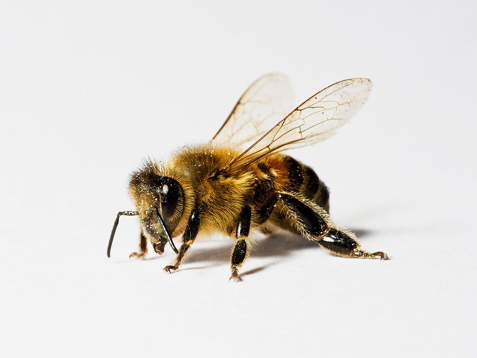 ree