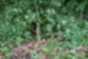 Japanese Knotweed that needs treating