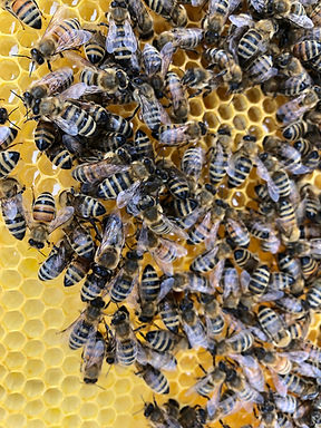 Bees on top of a bright yellow section of honeycomb. You can see honey in each of the holes with the bees climbing around and over one another.