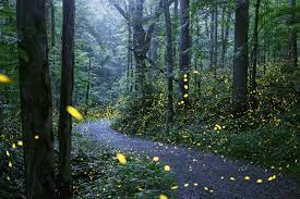 View of Synchronous Fireflies at French Broad River Farms. The photo looks down a trail that veers off to the right from the middle. Either side of the trail is tall, lush trees with lots of green foliage. A forest during the summer. In the photo are small specks of yellow lights. Hundreds of fireflies dancing among the trees. Some are close up and distorted while others are viewed far in the distance.