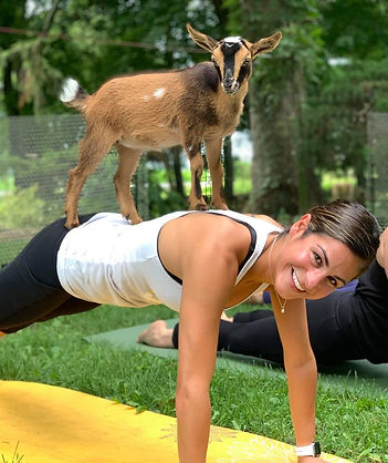 Goat Yoga at French Broad River Farms in Asheville, North Carolina
