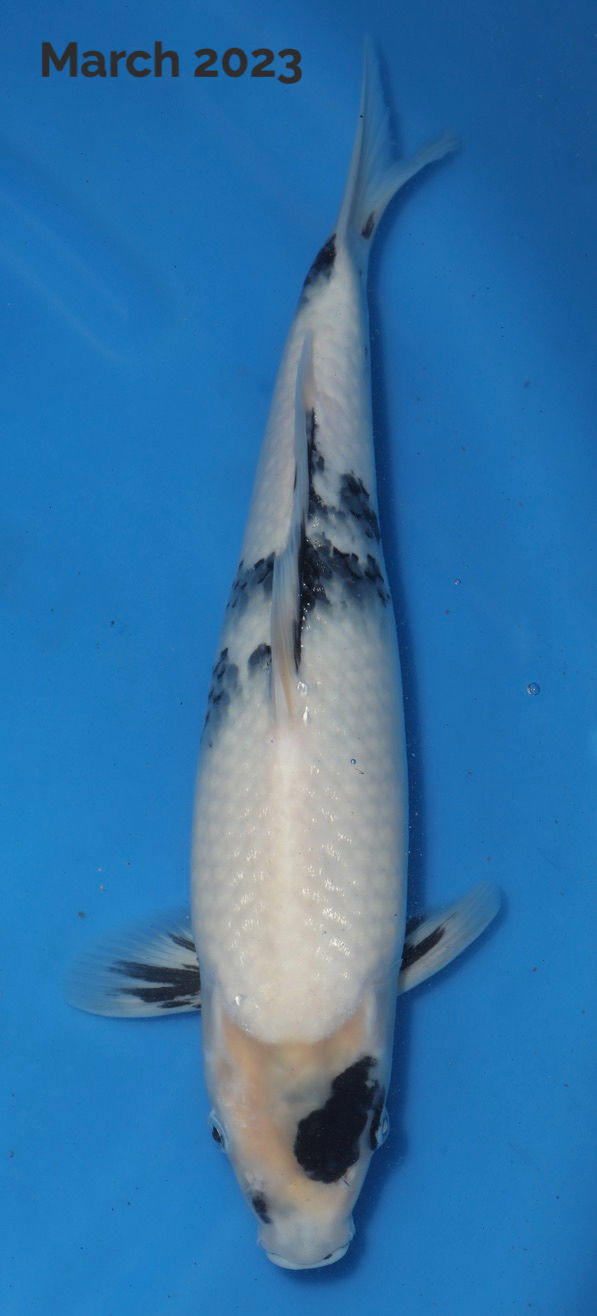 Thumbnail: 56cm Shiro Utsuri 23LSU_008