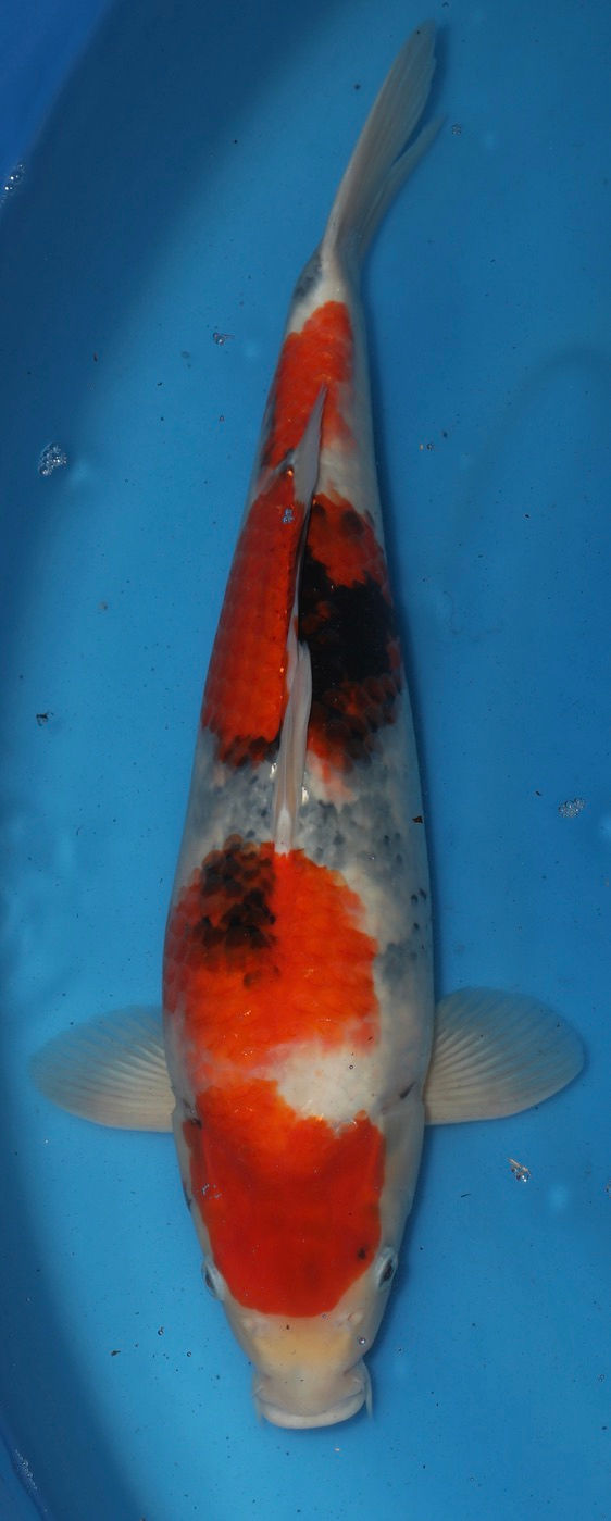 54cm Showa PKGO22_049