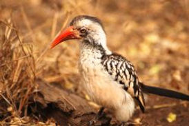 4x4 Tours Botswana