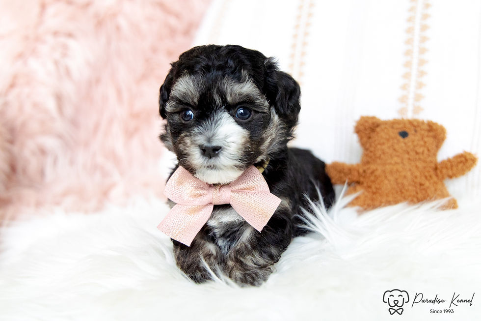 Thumbnail: Olive (Havanese) Adopted by Pamela Dalrymple NS