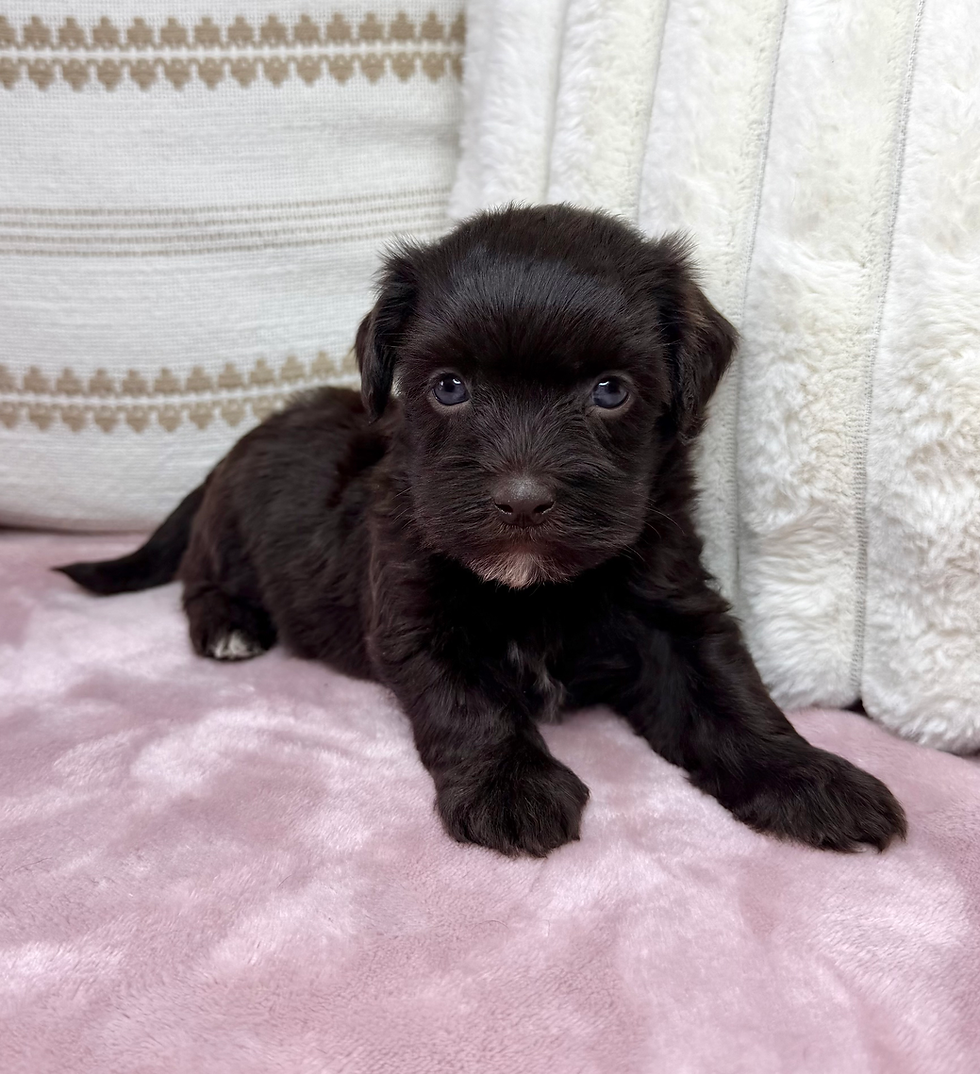 Thumbnail: Joy (Havanese) Available
