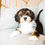Thumbnail: West (Havanese) Adopted