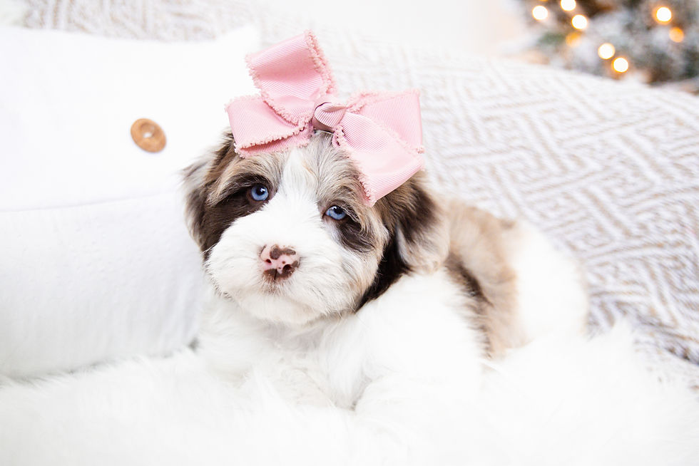 Ella (Havanese) Adopted