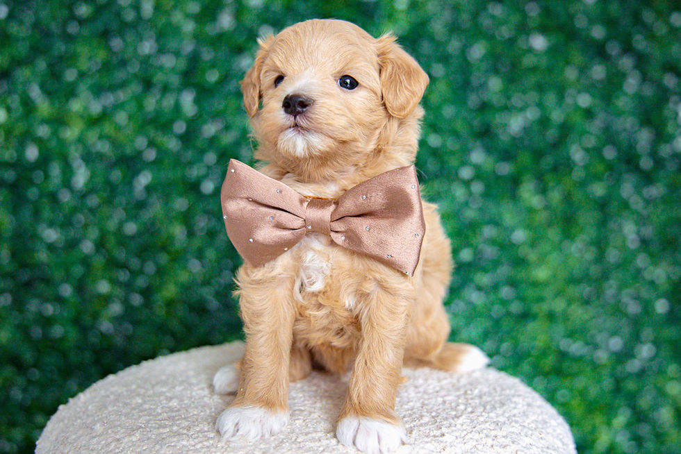Thumbnail: Denny (Maltipoo) Adopted