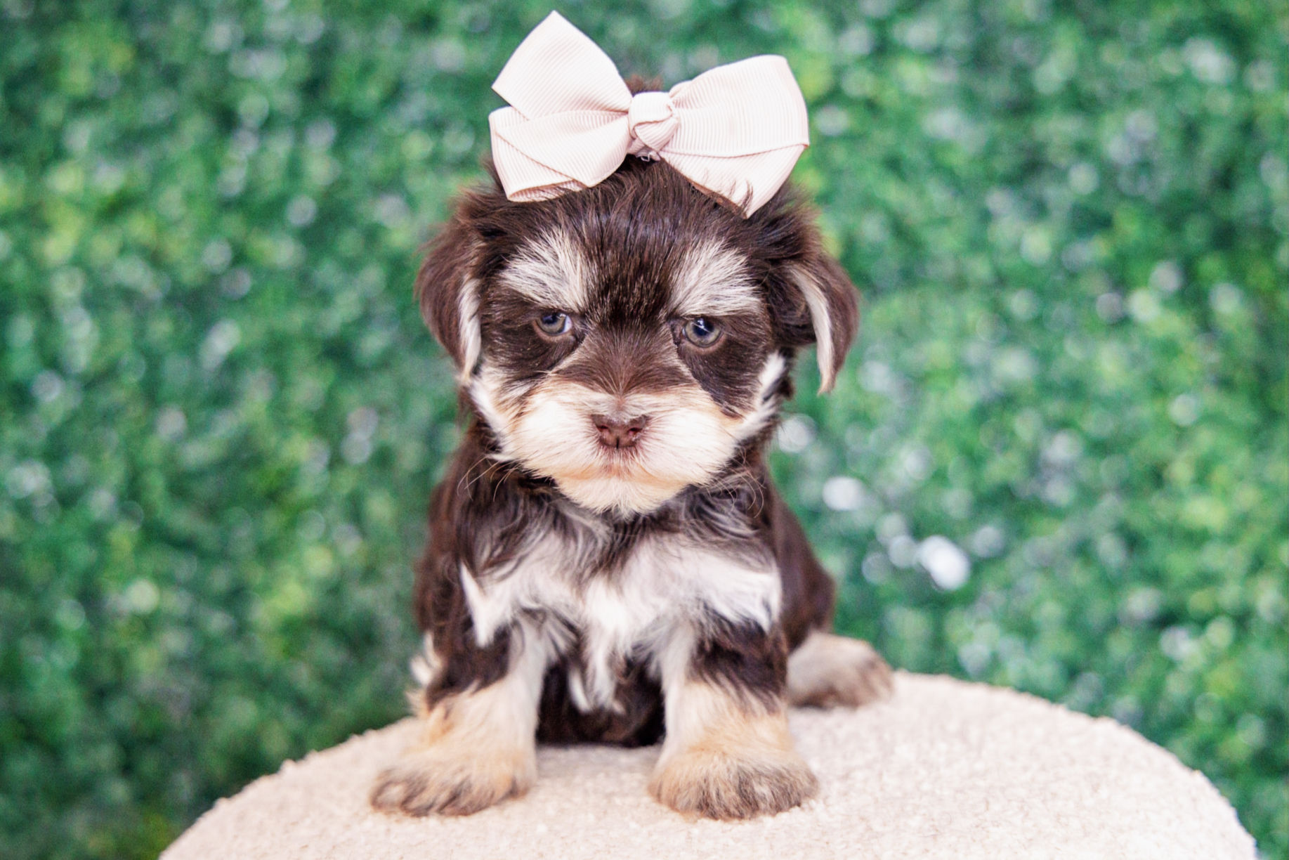 Estelle (Havanese) Available