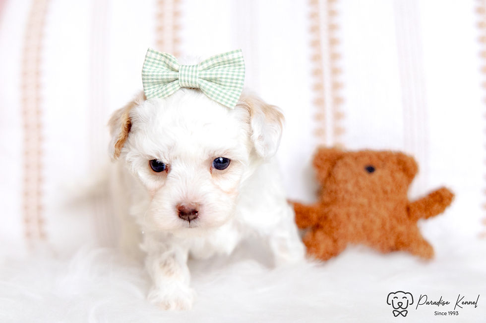 Thumbnail: Phil (Maltipoo) Available