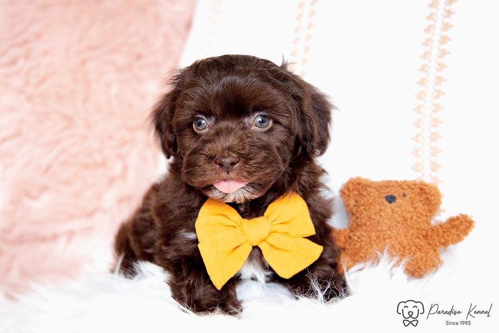 Thumbnail: Indigo (Havanese) Adopted by Jennifer Ramaglia