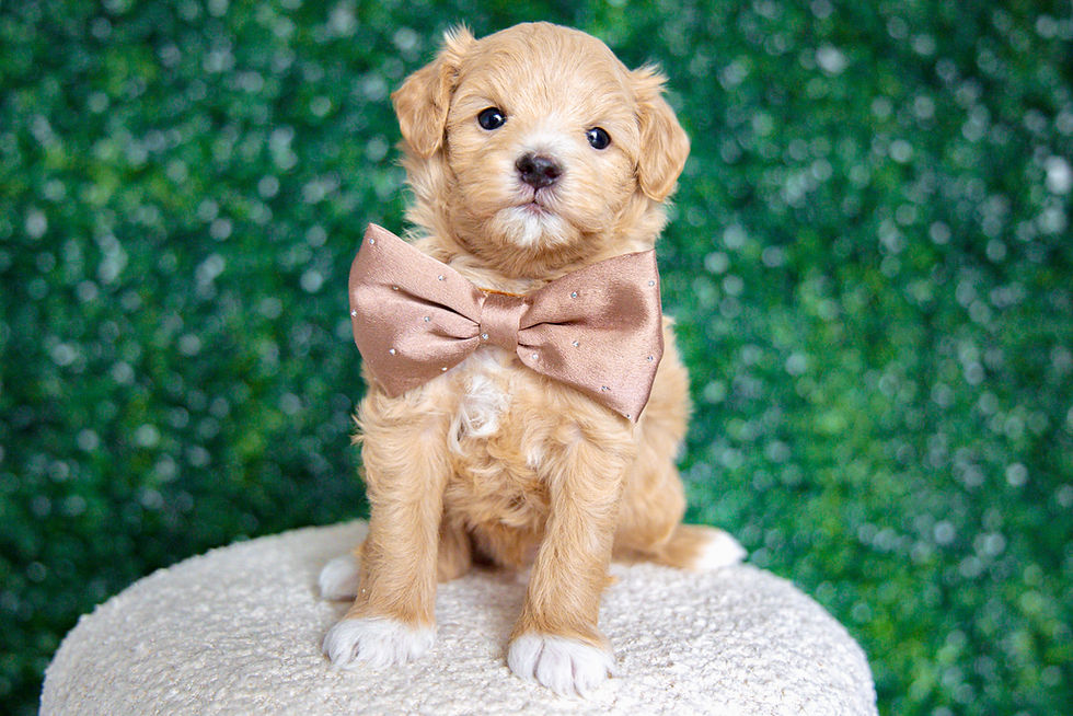 Thumbnail: Denny (Maltipoo) Adopted