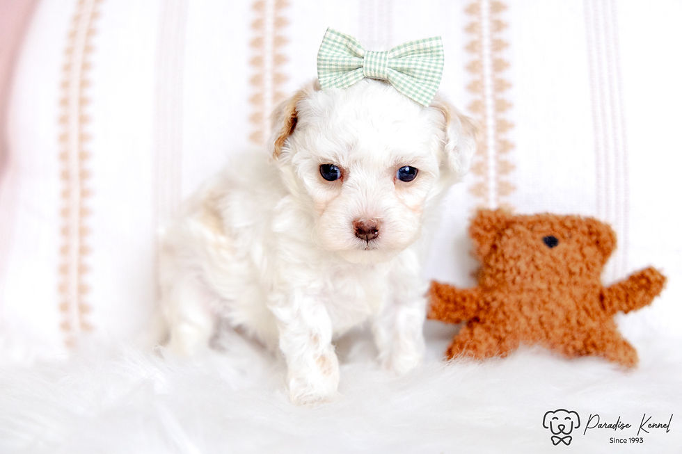 Thumbnail: Phil (Maltipoo) Available