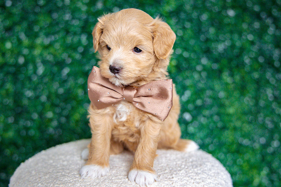 Thumbnail: Denny (Maltipoo) Adopted