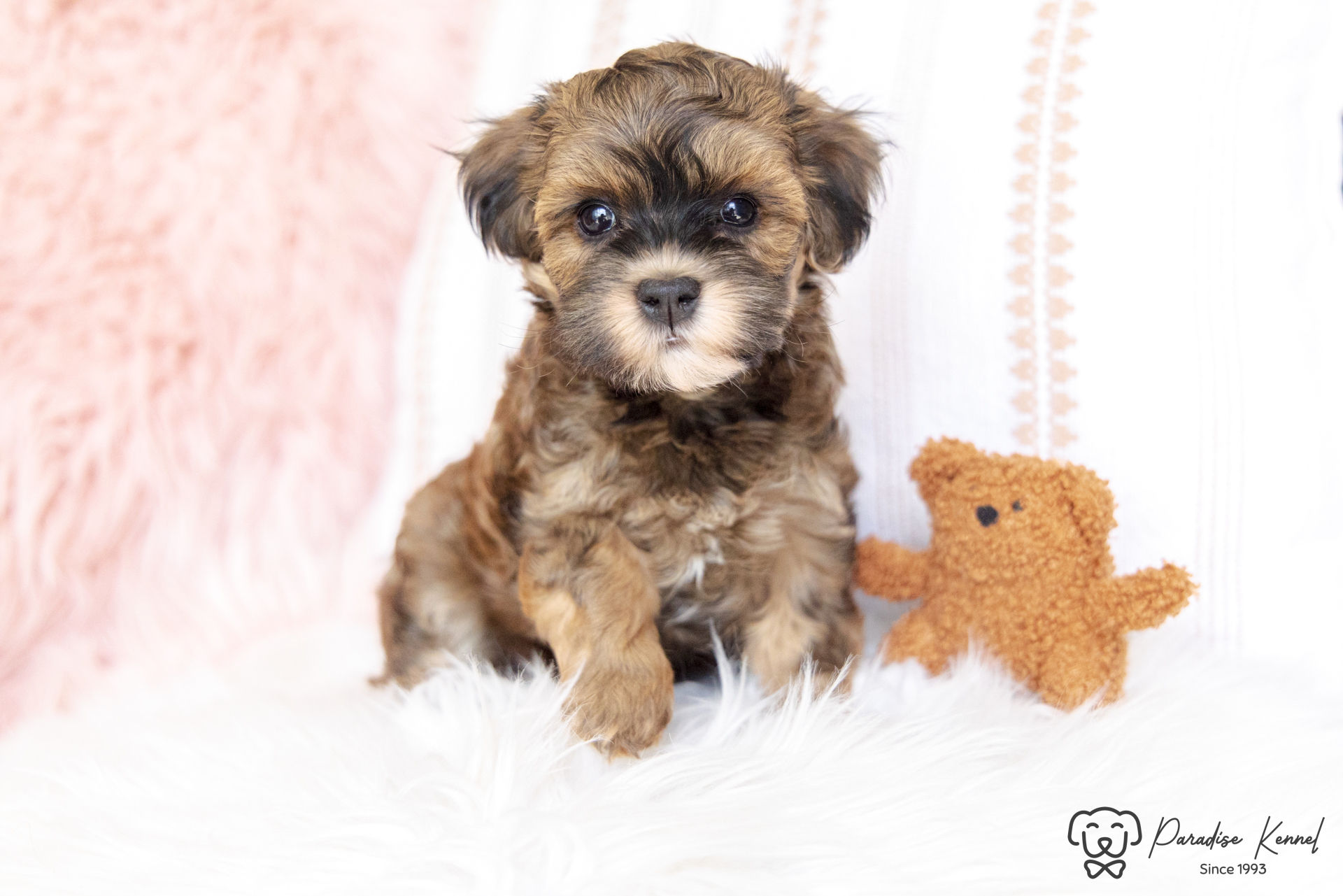 Mila (Havapoo) Adopted by Amber Yukich ON