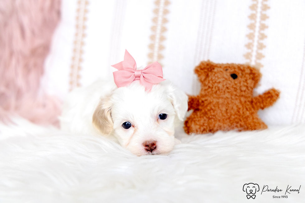 Thumbnail: Pixie (Maltipoo) Available