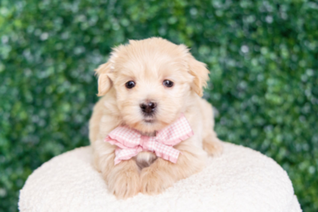 Aria (Havanese) Available