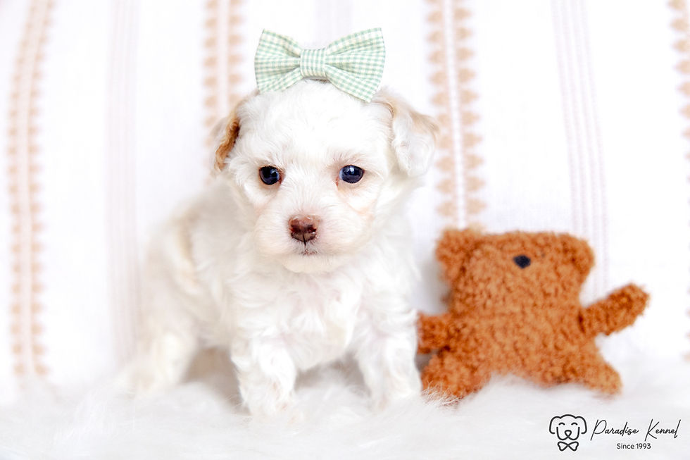 Thumbnail: Phil (Maltipoo) Available