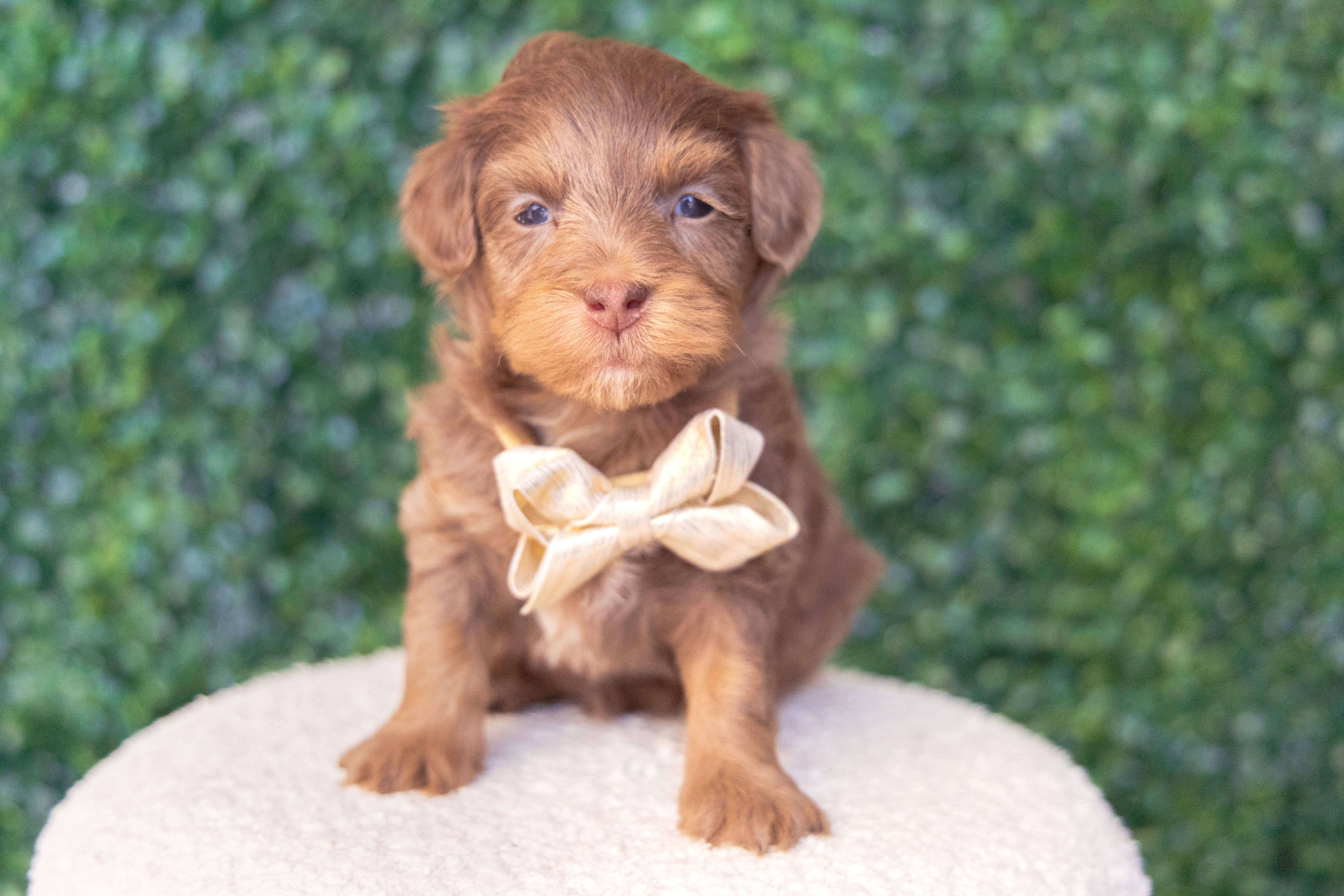 Bowie (Havanese) Available