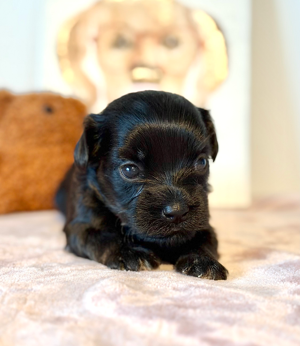 Thumbnail: Brandy (Havanese) Available