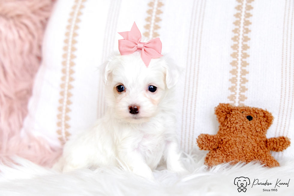 Thumbnail: Paige (Maltipoo) Adopted by Denise Nyborg NB