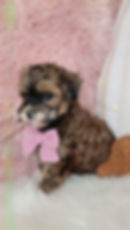 Thumbnail: Mila (Havapoo) Available
